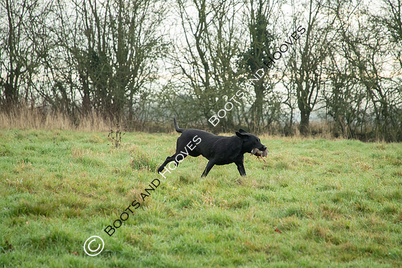 MANDATORY Credit Nick/Bootsandhooves- NO UNAUTHORISED USE - 07745909676