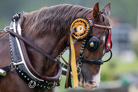 The Prenetics Royal International Horse Show
