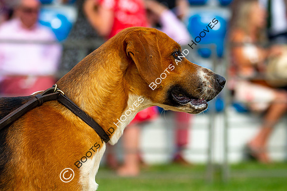 Festival of Hunting