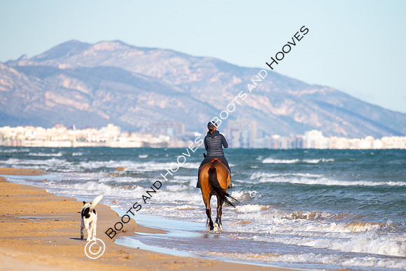 Showjumping