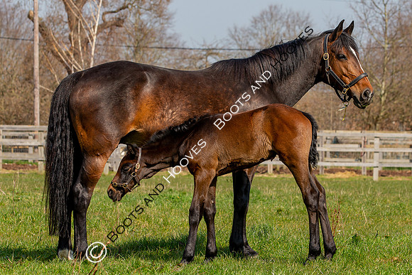 ~ MANDATORY Credit Elli Birch/Bootsandhooves- NO UNAUTHORISED USE - 07745909676