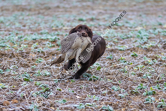 Dines Hall Game Shoot. 23/01/2019 ~ MANDATORY Credit Nick Gunn/Bootsandhooves - NO UNAUTHORISED USE - 07745 909676