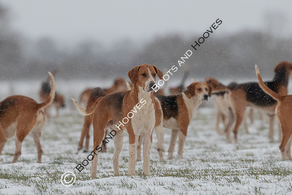 Hound Exercise