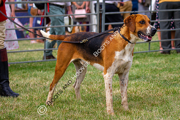 Festival of Hunting