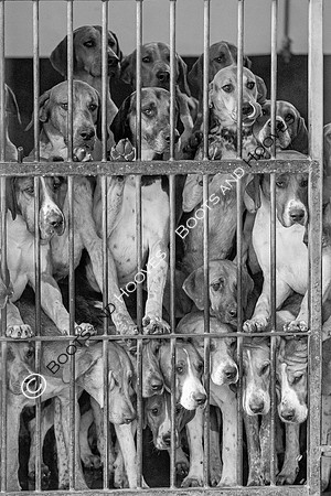 Hound Exercise