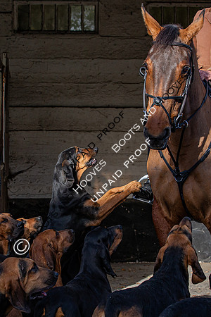 Coakham Bloodhounds