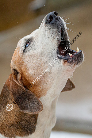 Hound Exercise