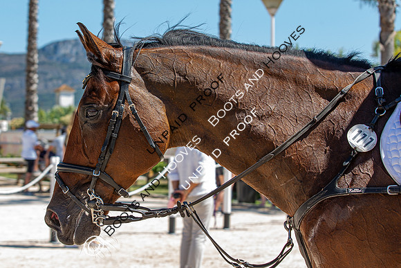 FEI Junior European Championship Young Riders, Juniors & Childre