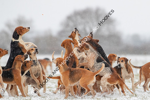 Hound Exercise