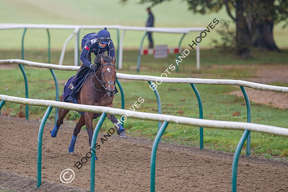 Newmarket