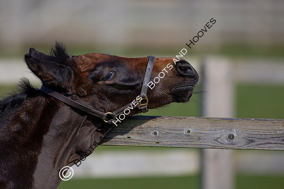 ~ MANDATORY Credit Elli Birch/Bootsandhooves- NO UNAUTHORISED USE - 07745909676