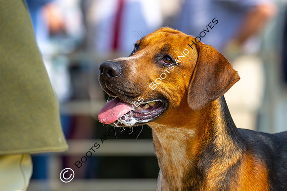 Festival of Hunting