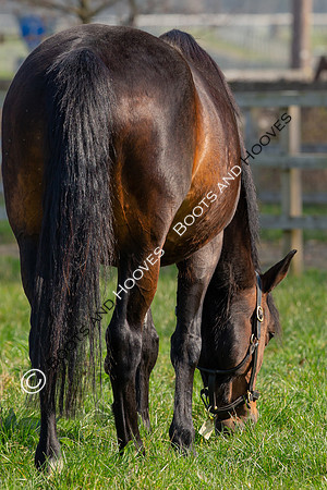 ~ MANDATORY Credit Elli Birch/Bootsandhooves- NO UNAUTHORISED USE - 07745909676