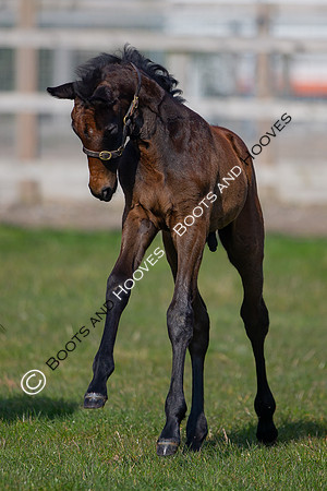 ~ MANDATORY Credit Elli Birch/Bootsandhooves- NO UNAUTHORISED USE - 07745909676