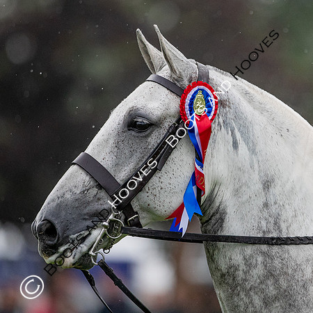The Prenetics Royal International Horse Show