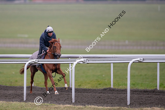 Newmarket Gallops