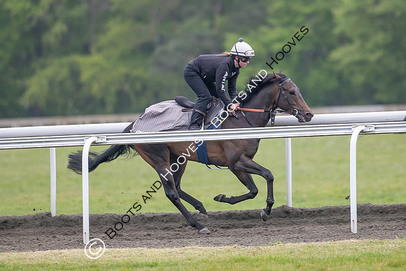 Newmarket Gallops
