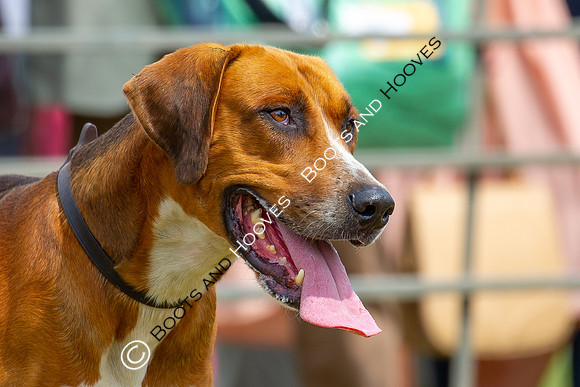 Festival of Hunting