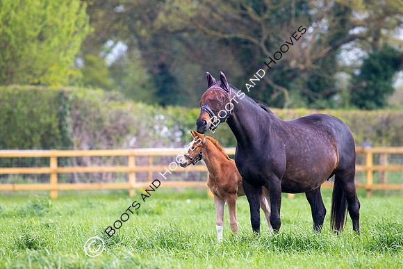 Foal