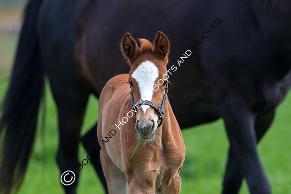 Foal