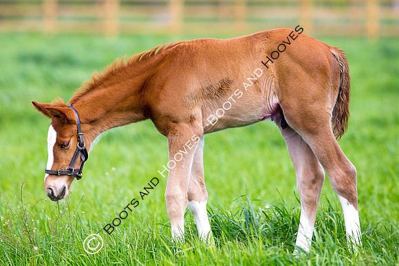 Foal
