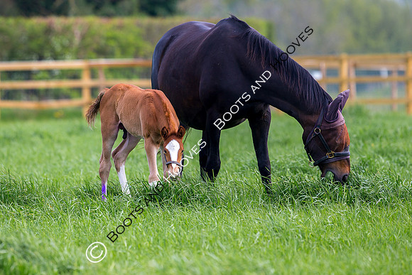 Foal