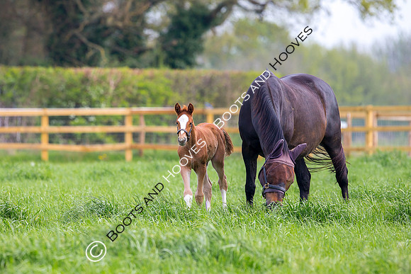 Foal