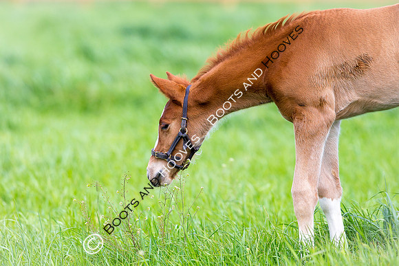 Foal