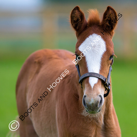 Foal