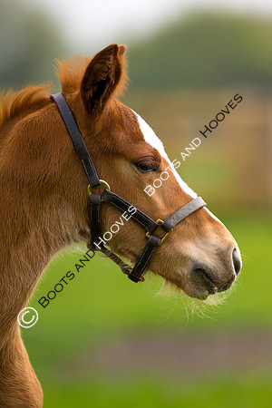 Foal