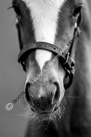 Foal