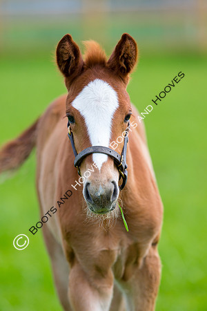 Foal