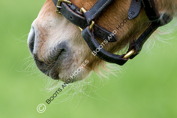 Foal