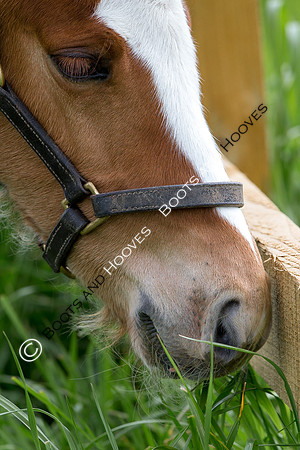 Foal