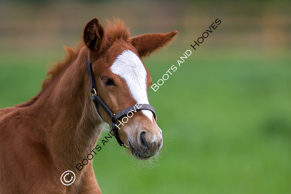 Foal