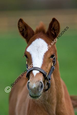 Foal