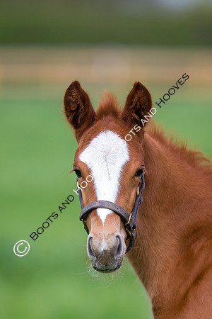 Foal