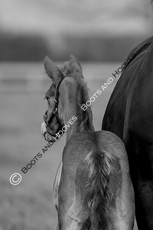 Foal