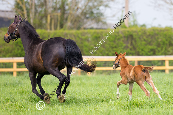 Foal