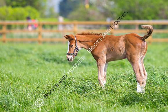 Foal