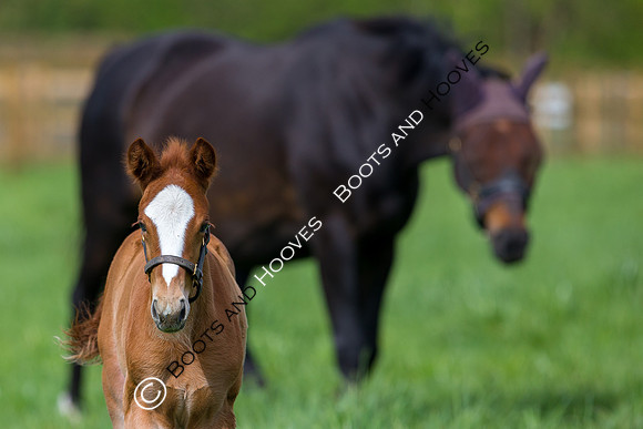 Foal