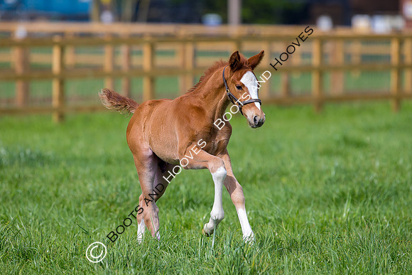 Foal