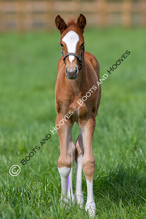 Foal