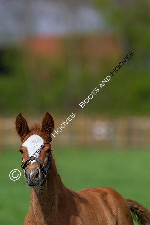 Foal