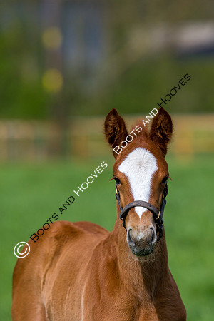 Foal