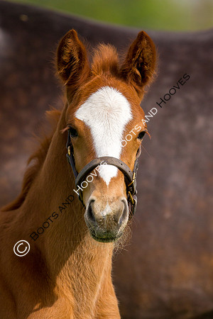 Foal