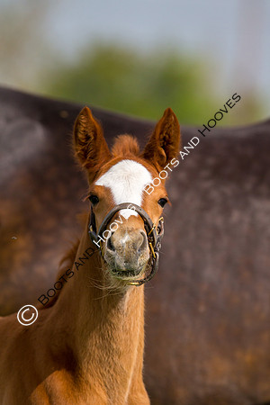Foal