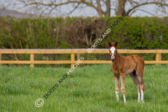 Foal
