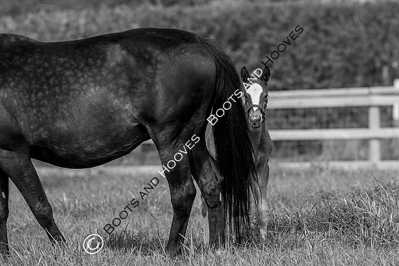 Foal