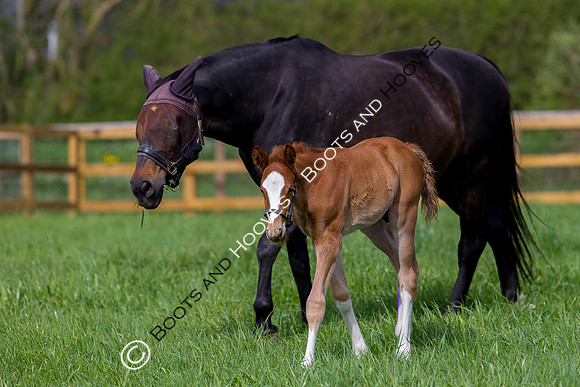 Foal